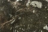 Polished Devonian Fossil Coral and Bryozoan Plate - Morocco #365140-1